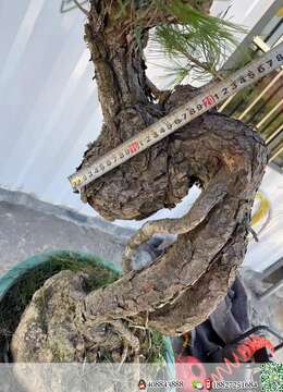 金弹子树桩盆景车厘子金弹子