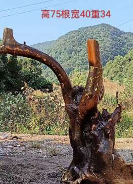 金弹子熟桩金弹子实物图片