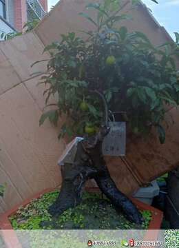 金弹子熟桩保康金弹子付款交易方式