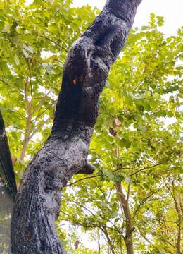 漂亮怪桩金弹子,有喜欢赶紧下单