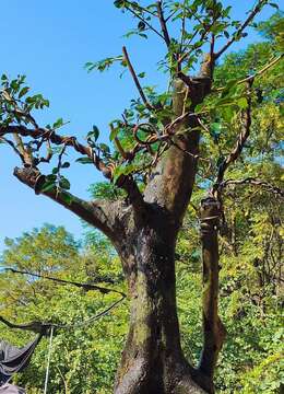 漂亮全冠熟桩金弹子，原生大母桩，有喜欢赶紧下单