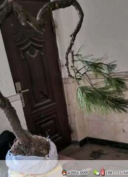 金弹子下山桩金弹子☆淘宝金弹子小品