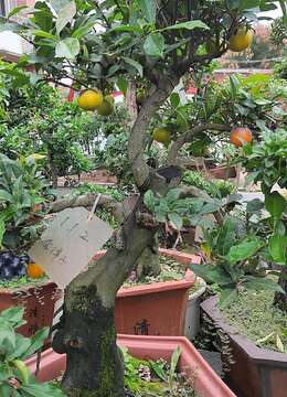 老鸦柿 盆景新秀