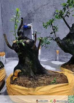 挂果金弹子广元金弹子盆景怎么卖