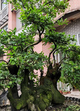 102号金弹子:别墅景观造型金弹子丛林多杆盆景,全冠老桩金弹子