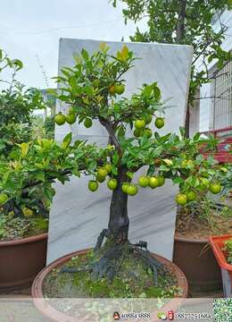 金弹子网华山金弹子熟桩盆景的联系方式