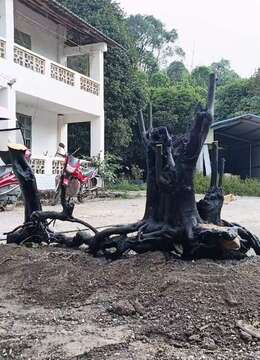 金弹子盆景盆景园金弹子出售