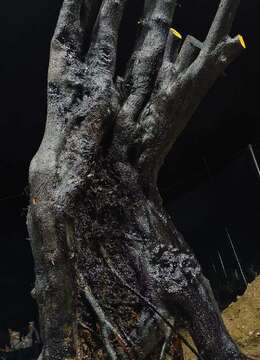 漂亮大桩，大母桩金弹子，扁扁，有喜欢赶紧下单