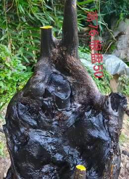 金弹子树桩盆景扬派金弹子怎么卖