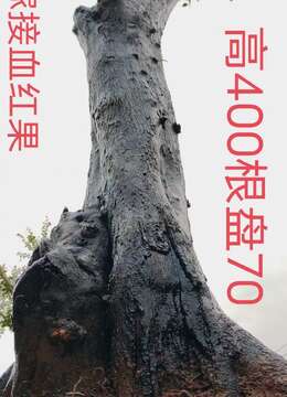 一对大熟桩，大地景嫁接好血红果，别墅庭院首选，