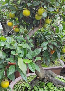 金弹弹无根老桩栽培半年不成活 或因这两个小细节没有处理好