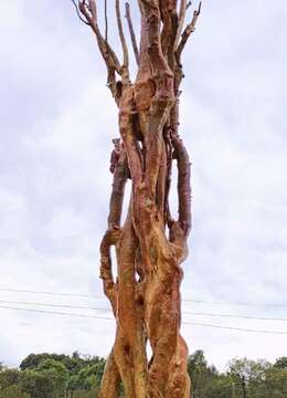 多年熟货红花大紫微，看上联系