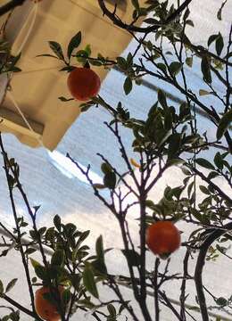 千斤大母桩金弹子,已经嫁接好。别墅庭院首选。霸气十足