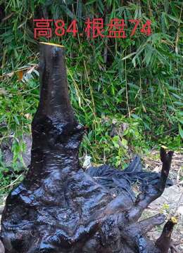 金弹子下山桩扬派金弹子能从哪买到