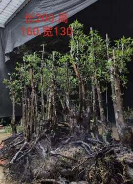 超级大丛林金弹子,大熟桩,有喜欢赶紧下单