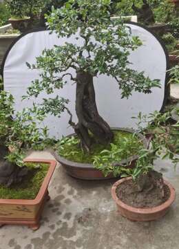 金弹子树桩盆景园林金弹子买卖价格