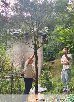 白皮瓜子黄杨4棵,带大土球,多年熟桩,优惠价出,喜欢的来挑