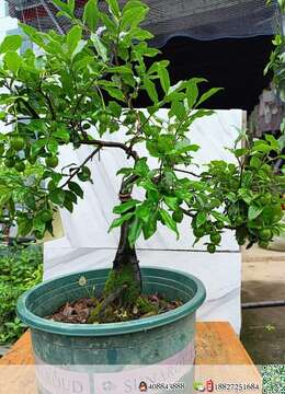 金弹子树桩盆景↙树种园子风挂果小叶金弹子◇