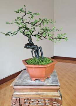 金弹子网传统金弹子买卖价格