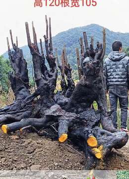 一颗大假山丛林喜欢的联系