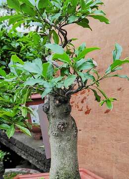 129号花生果金弹子盆景有老桩的金弹子小品阳台客厅绿植盆景