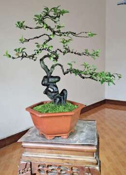 树桩盆景车厘子血红