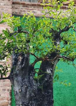 金弹子盆景价格树瘤金弹子网上安全购买