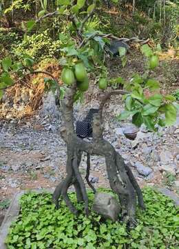 金弹子下山桩金弹子图片及价格