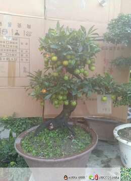 金弹子生桩金弹子※江西金弹子熟桩