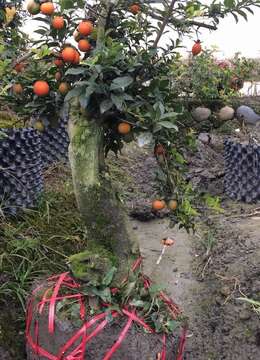 金弹子品种主要有哪些