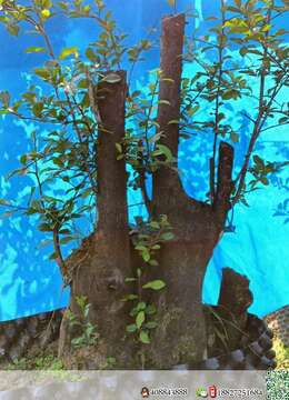 金弹子熟桩优惠出