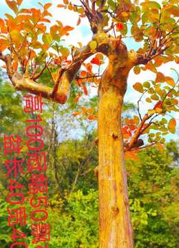 漂亮原生大红花紫薇紫薇。老桩年功大熟桩。一对文人。