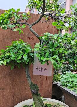 猪大肠老桩金弹子树139号造型好主杆高庭院盆景金弹子