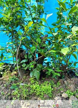 大哥们喜欢金蛋子抓紧时间我这里全部放漏价格,一盆都不留,都是将本钱卖,本人不想做这个行业了