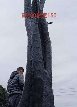 金弹子盆景金弹子安全交易方法