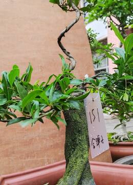 抖音151号血红果车厘子金弹子老桩盆景金弹子血红果