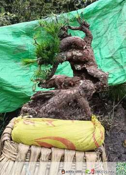 出土山松喜欢速度