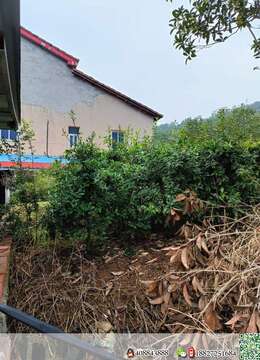 金弹子苗子5-7年，大部分挂果，喜欢的老板联系喔