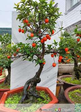 金弹子树桩盆景山水金弹子