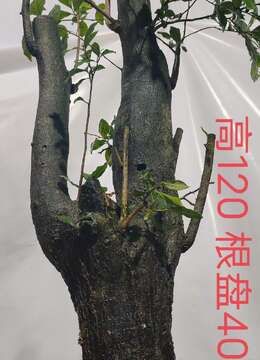 漂亮熟桩金弹子,有喜欢赶紧下单吧。