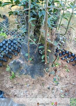 挂果金弹子扬派金弹子