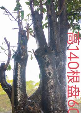 漂亮大母桩金弹子,几年大熟桩,有一起打包价格美丽