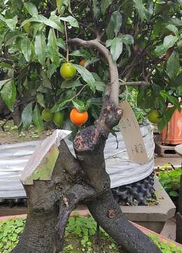 金弹弹家养的禁忌