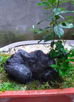 金弹子盆景私家金弹子