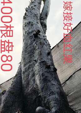 一对大熟桩,大地景嫁接好血红果,别墅庭院首选,