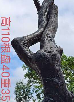 刚刚下山新鲜，漂亮地景母桩，有喜欢赶紧下单