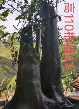 漂亮母桩,大熟桩金弹子,一起打包价格美丽。有喜欢赶紧下单