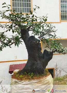 金弹子原生母,基粗39,高102