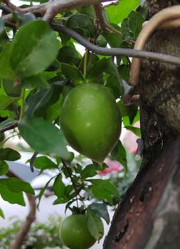 老鸦柿盆栽的鉴赏与养护管理