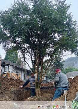 如果不敬业,早不发圈了?
如果是骗子,早就消失了
长期坚持的,都是靠谱的?
我没有捷径,只有靠勤奋
你刚好需要,我刚好专业
翻翻我的圈,我一直都在